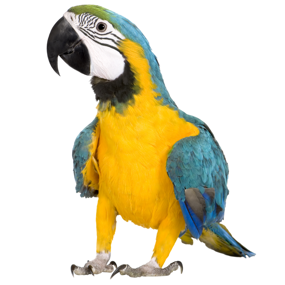 Birds